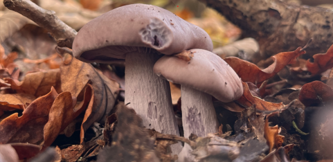 rGuided Fungi Walk 🍄 w Fungal.Kin_