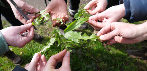 Foraging & Herbal Walk with Grass Roots Remedies Co-op