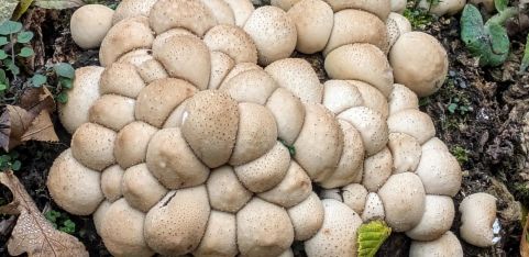Mushroom Walk