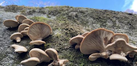 Guided Fungi Walk 🍄 w Fungal.Kin_