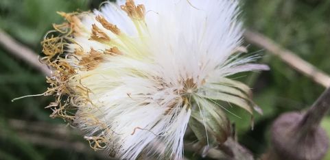 Spring Foraging Walk 