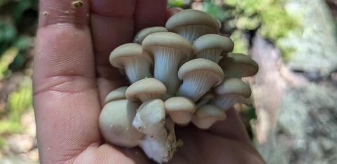 Mushroom Walk