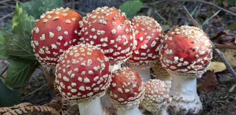 Mushroom Walk