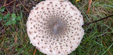 Mushroom Walk