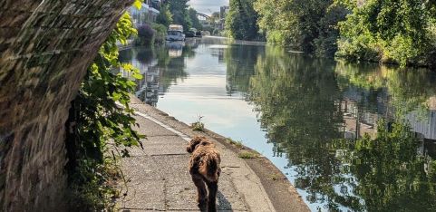 Paws on the Towpath: A dog friendly guided tour along London’s historic Regent’s Canal 