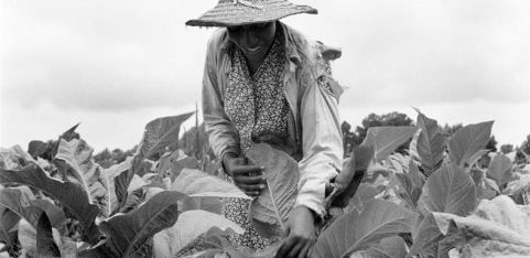 Contemplating Black Feminist Ecologies - VIRTUAL Reading Group