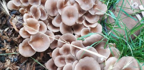 Winter Plant and Fungi Walk