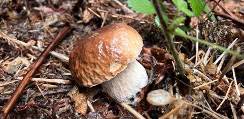 Guided Fungi Walk 🍄 w Fungal.Kin_
