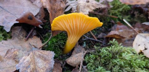 Mushroom Walk