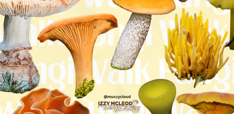 Fungi Walk with Izzy McLeod (31st October)