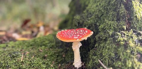 Lambourne End Gardens Fungi 🍄Walk