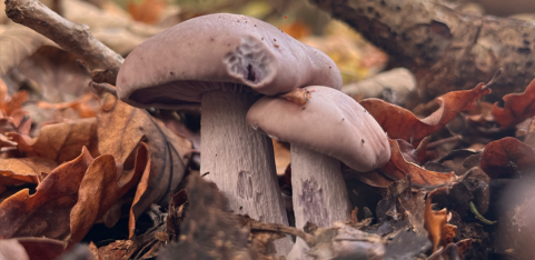 Guided Fungi Walk 🍄 w Fungal.Kin_