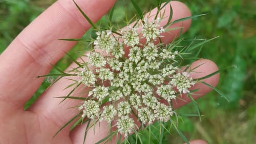 Spring+Foraging+Walk+