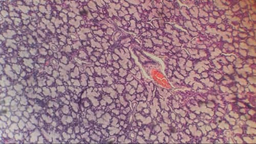 Helix+Hunt%3a+a+genetic+bingo+%5b18%2b%5d