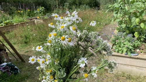 The+Apothecary+Garden%3a+Growing+your+Medicine+
