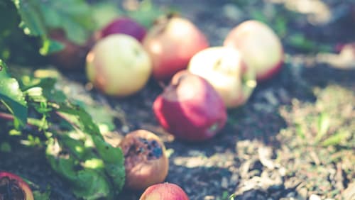 The+Orchard