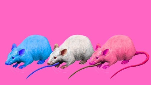 DIBN%c3%8bYL%c3%84MD+presents%3a+THE+GRAND+RELAUNCH+aka+CAMS+GENDER+RELAUNCH+aka+FUND+CAMS+TRANSITION+PLS