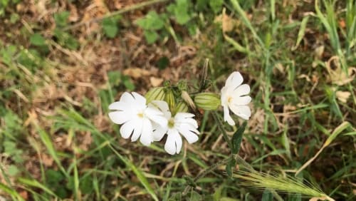 Spring+Foraging+Walk+