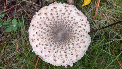 Mushroom+Walk+(rescheduled+from+oct.17th)