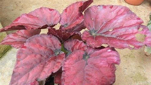 Thinking+together+for+consolation+and+towards+liberation+