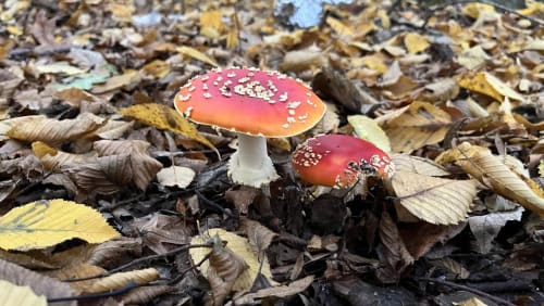 Guided+Fungi+Walk+%f0%9f%8d%84+w+Fungkai+and+Fungal.Kin