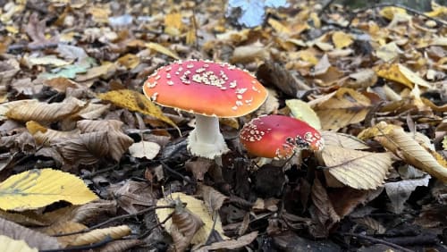 Lambourne+End+Gardens+Fungi+%f0%9f%8d%84Walk