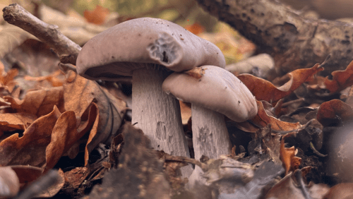 Guided+Fungi+Walk+%f0%9f%8d%84+w+Fungal.Kin_