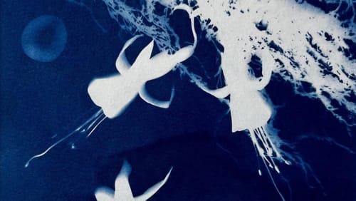 Cyanotype+at+Christmas+at+Springbank+Studio