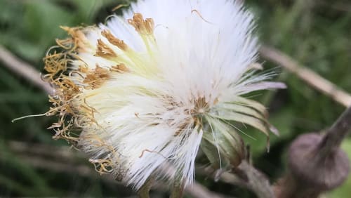 Spring+Foraging+Walk+