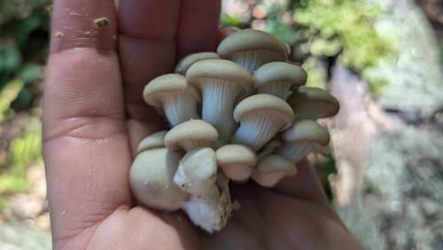 Mushroom+Walk