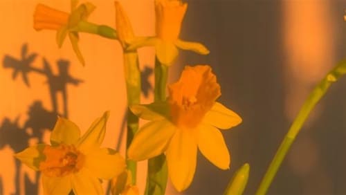 Move+For+Marie+Cure+