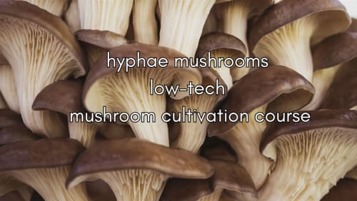 low+tech+mushroom+cultivation+workshop