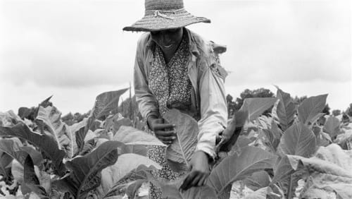 Contemplating+Black+Feminist+Ecologies+-+VIRTUAL+Reading+Group