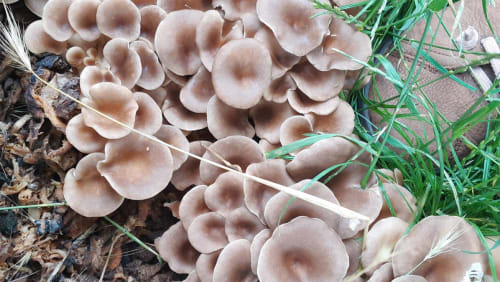 Winter+Plant+and+Fungi+Walk