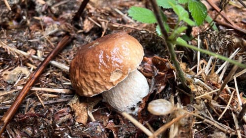Guided+Fungi+Walk+%f0%9f%8d%84+w+Fungal.Kin_
