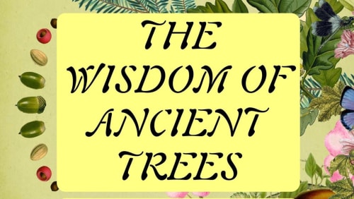 Queer+Nature+Club%3a+The+Wisdom+of+Ancient+Trees