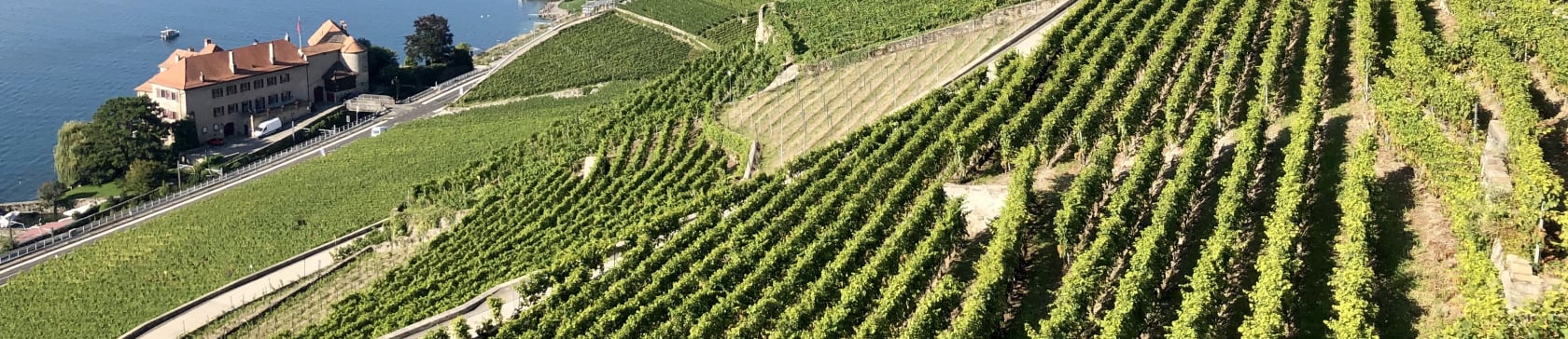 Vélo de route dans les Lavaux, en Suisse