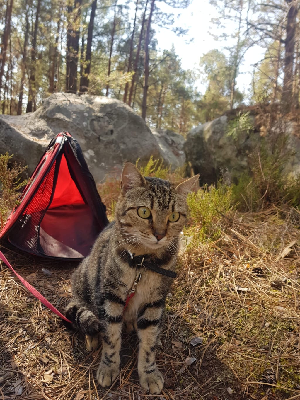 Promener son chat : comment l'habituer à la laisse ?