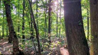 Randonnée Issy forêt de Clamart