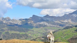 Randonnée La tête du Danay