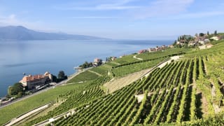 Velo-de-route-dans-les-Lavaux-en-Suisse.jpeg