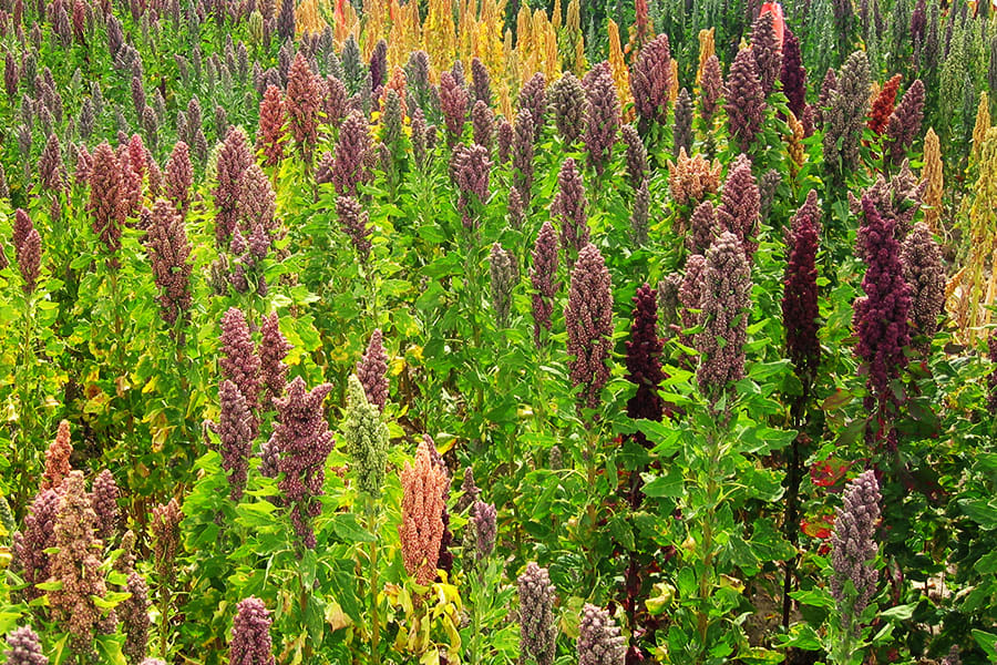 Quinoa for Passover! Kosher for Passover
