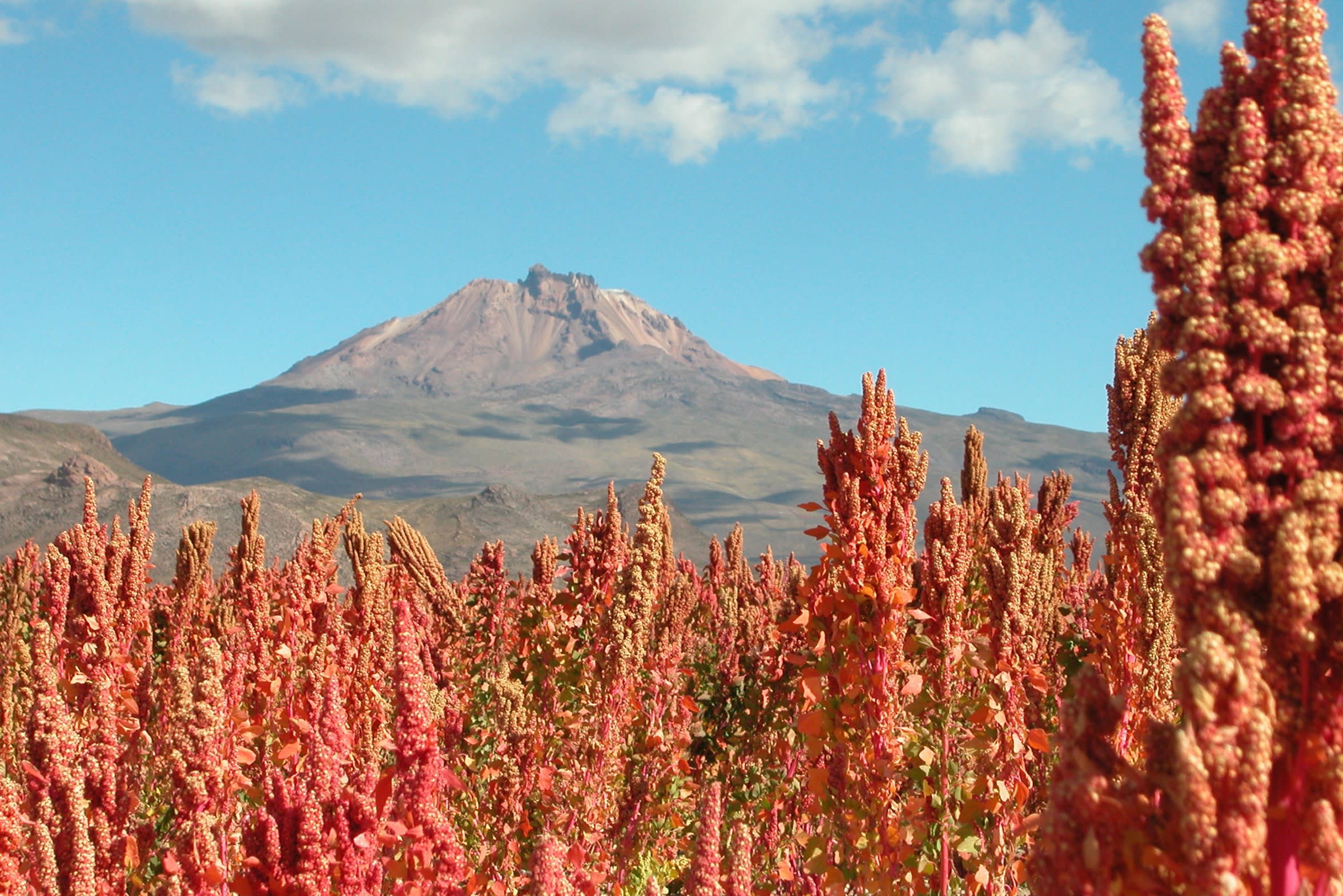 The Kashrut of Quinoa on Passover OU Kosher Passover