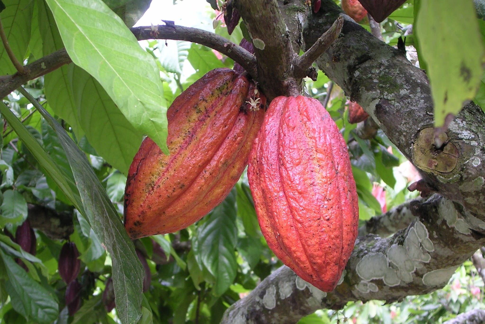 Chocolate Industry: Background and Halachic Considerations - OU Kosher