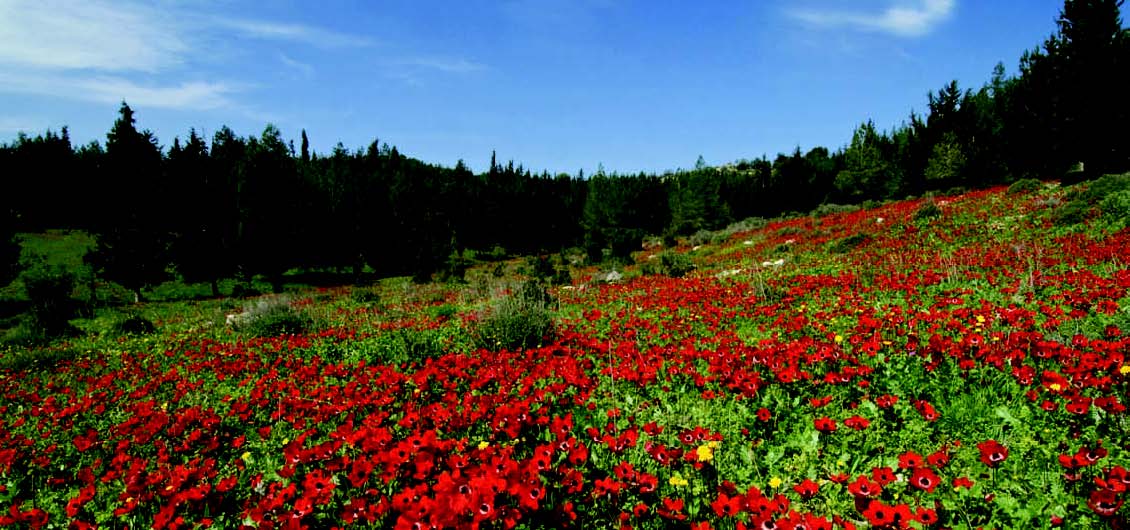 There is a Season: Spring in Israel - Jewish Action