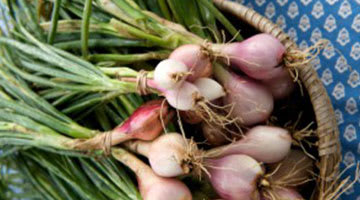 Shallots and Leeks: Lesser Known Onion Cousins - Organic Gardening