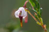 A cranberry blossom.