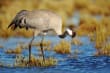 This is a crane bird which looked like cranberry blossoms.