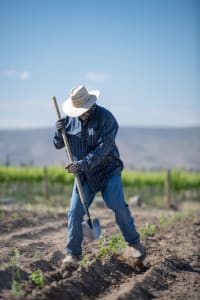 OU Kosher certified Goji Farms USA planting time