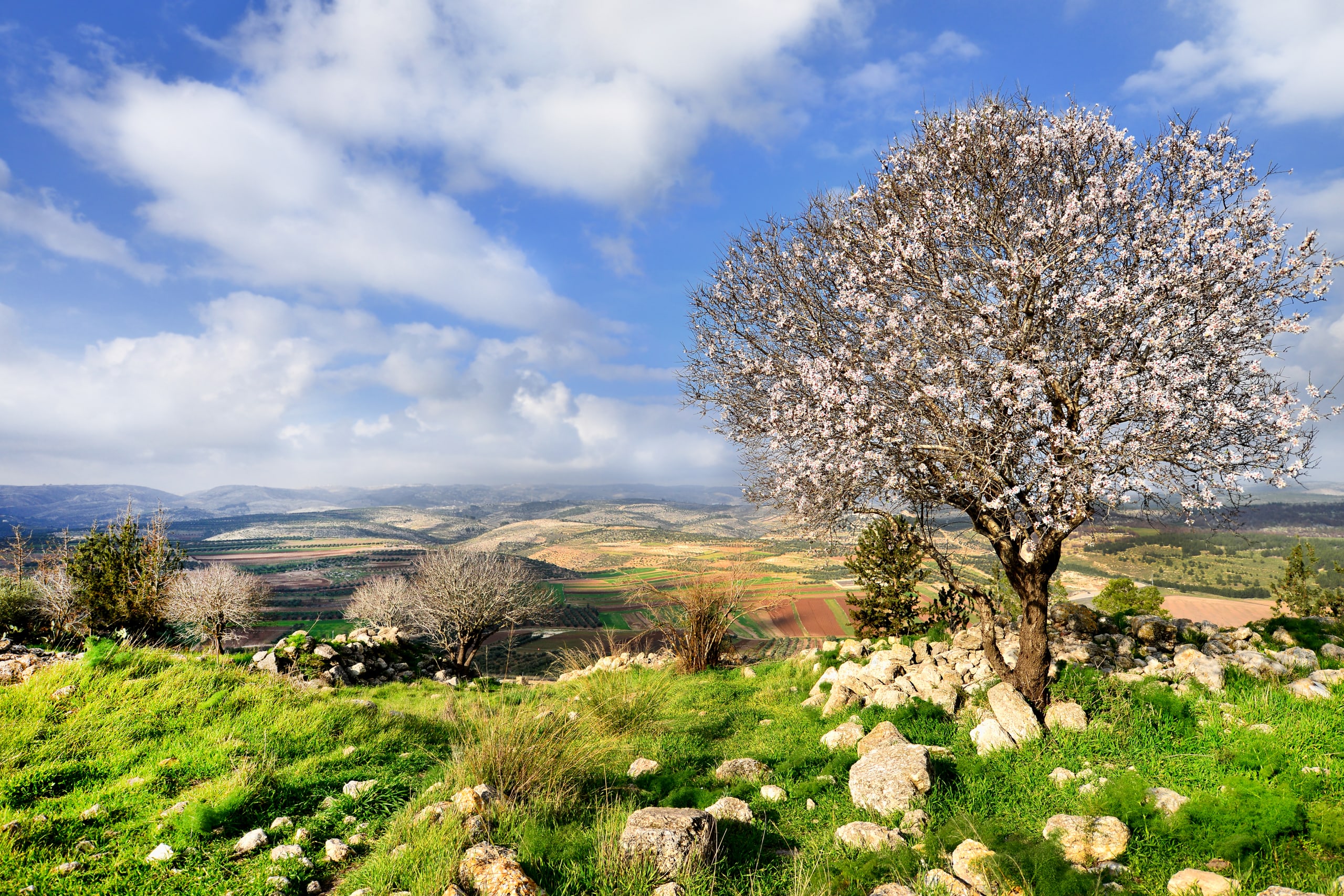 Halachic Times - braap2d